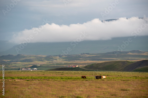 Grassy cloudy landscape with cows in rural Iceland with mountain background