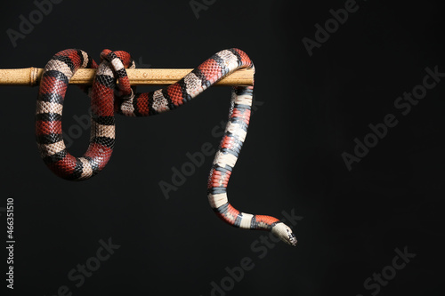 Red king snake on bamboo st...