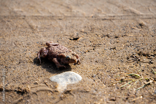 Smallest frog on the country road at midday