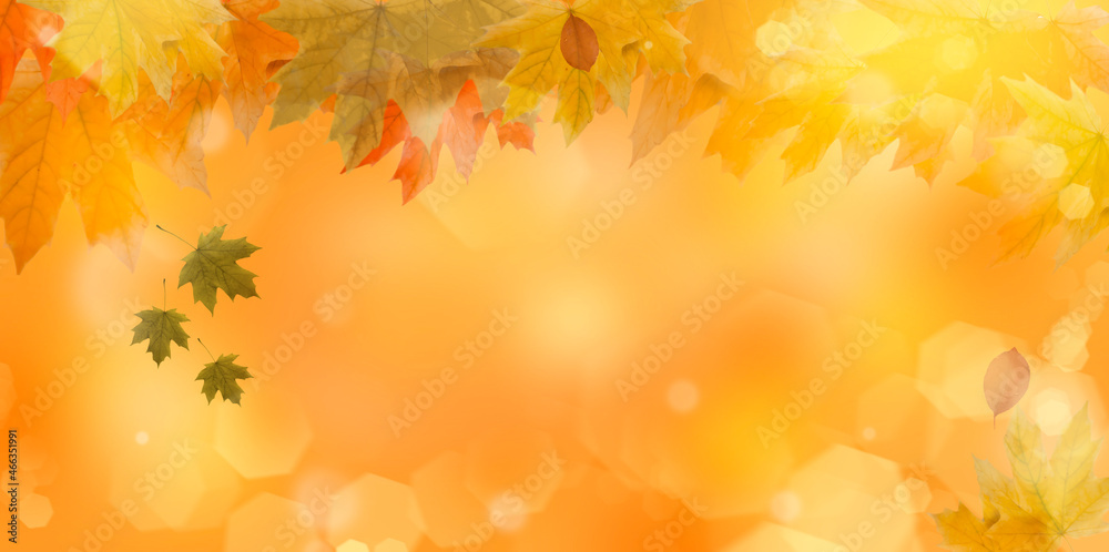 autumn leaf maple background frame
autumn leaf maple background frame