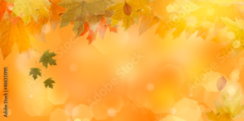 autumn leaf maple background frame 