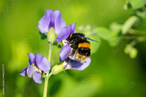 Buff-tailed bumblebee on purple flower in the meadow