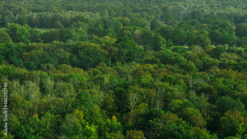 High angle view of green  trees in forest.
