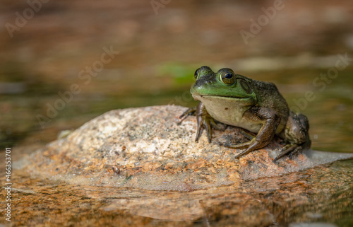 A bull frog on a rock 
