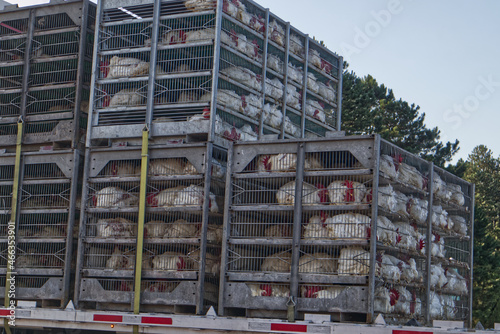 chickens in cages on a semi truck flatbed trailer back corner