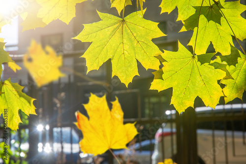 falling autumn yelow leafs on blured cityl background photo