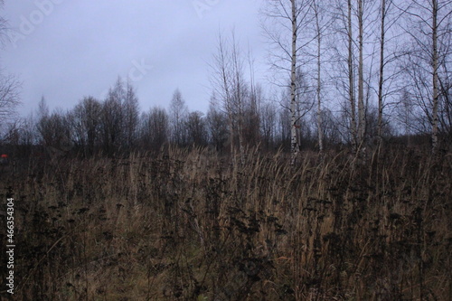 morning in the forest, grass and woods, sandlot, sky, nature