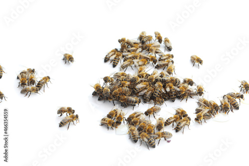 Fotografie Honey bees on white background