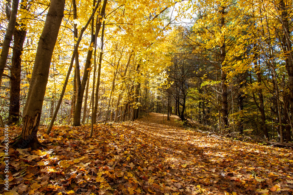 Canadian Natural Area in Fall