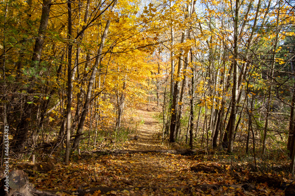 Canadian Natural Area in Fall