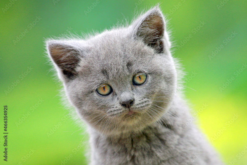Kitty shallow depth of field and blurry background Kitty shallow depth of field and blurry background
