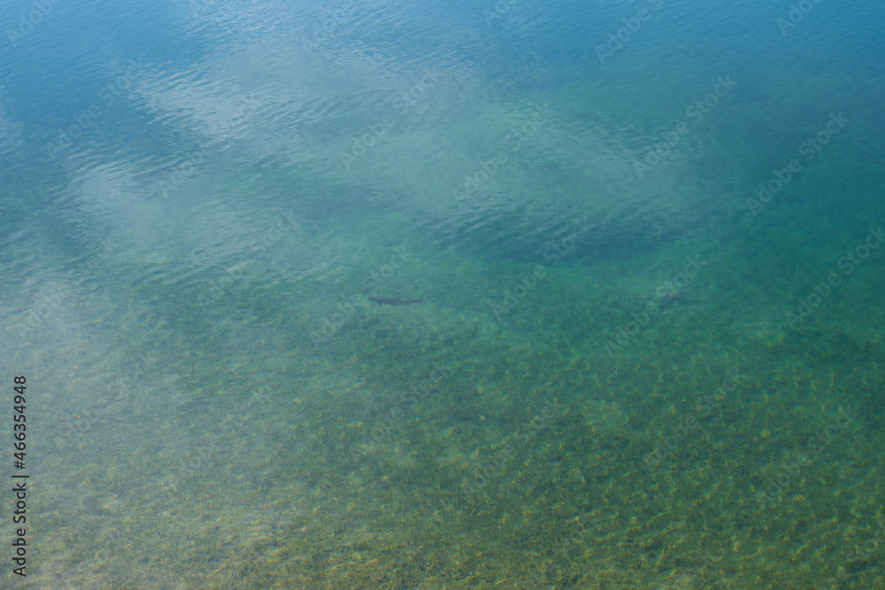 Fishing. fish under water in a mountain lake Fishing. fish under water in a mountain lake