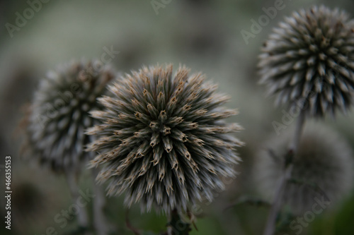 spherical gray buds of a prickly plant close up