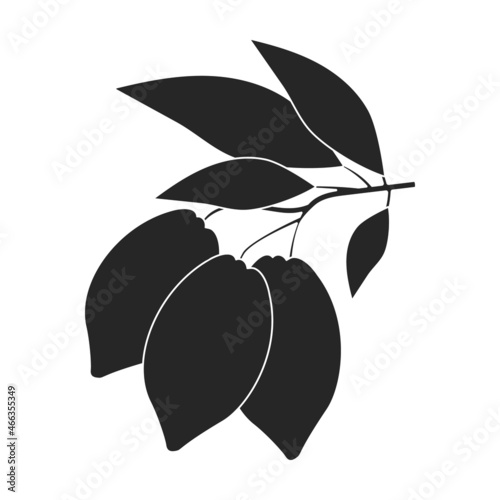 Cocoa bean isolated black illustration icon. Vector illustration chocolate fruit on white background. Vector black icon cocoa bean.