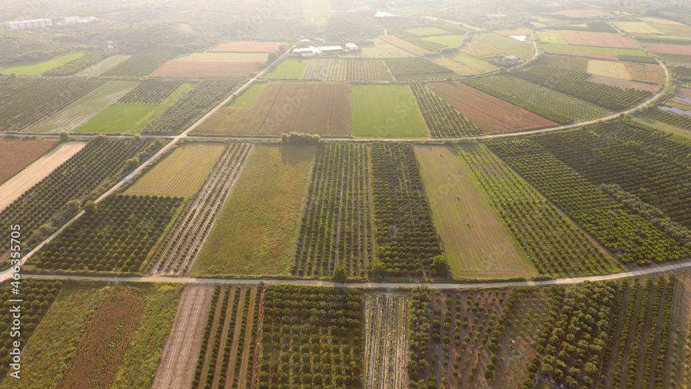 Aerial view of trees and agricultural farm crops in Greece