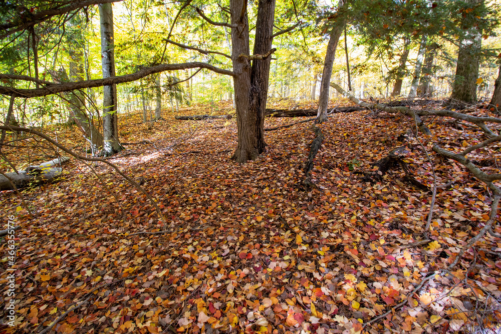 Canadian Natural Area in Fall Canadian Natural Area in Fall