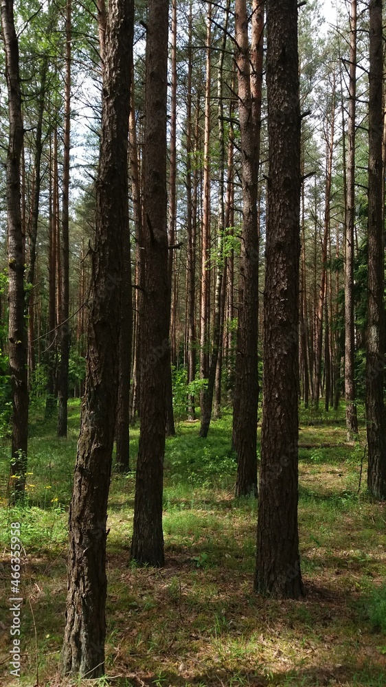 forest forest