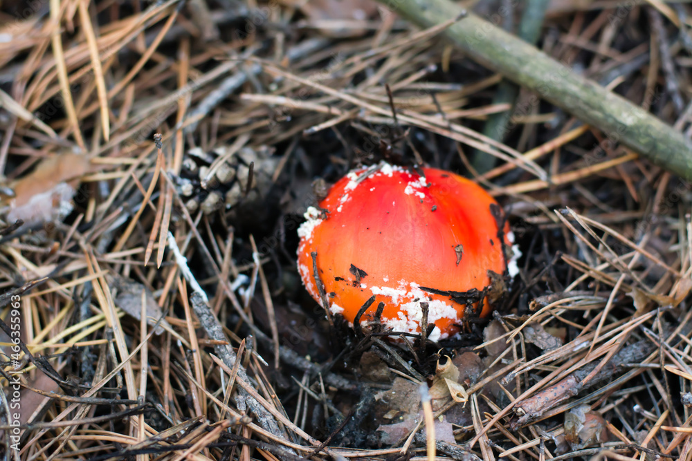 A small fly agaric with a red cap and white spots grows in a coniferous forest A small fly agaric with a red cap and white spots grows in a coniferous forest