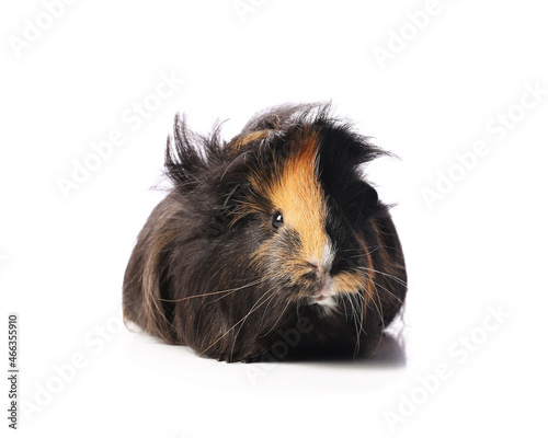 Cute guinea pig on white background photo