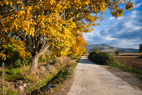 A tree with beautiful yellow autumn colors grows along the road.