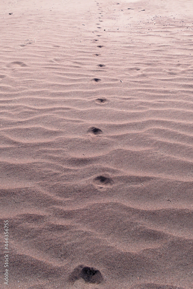 Trail of footsteps in the desert sands. Journey, enlightenment metaphorical concept image. Trail of footsteps in the desert sands. Journey, enlightenment metaphorical concept image.