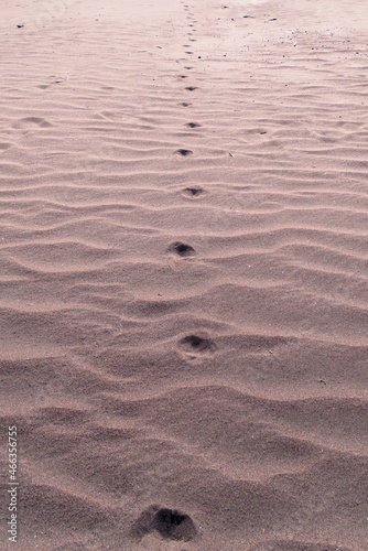 Wallpaper Mural Trail of footsteps in the desert sands. Journey, enlightenment metaphorical concept image. Torontodigital.ca