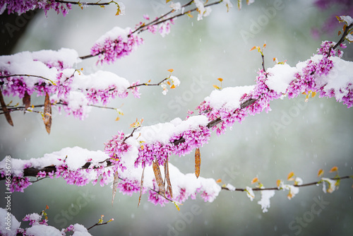 snow cover cherry blossom in spring 