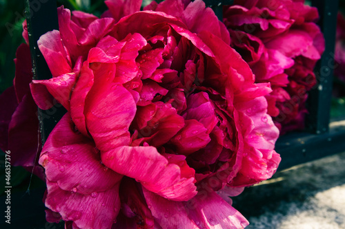 Fototapeta Naklejka Na Ścianę i Meble -  Large magenta peony blooms through the iron bars of a fence; Double flowered peony in deep red pink opens beautifully