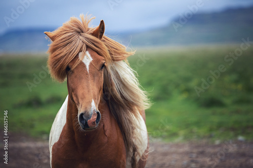 Beautiful Icelandic Horse in the field photo