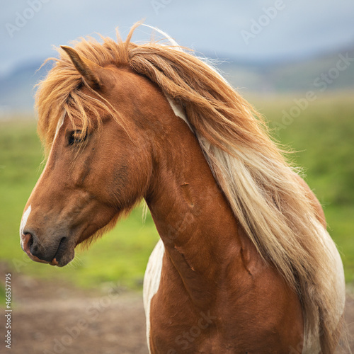 Profile portrait of a beautiful Icelandic horse in a field. photo