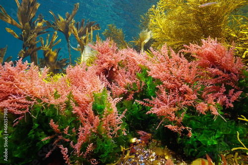 Algae seaweeds colors underwater in the ocean  Eastern Atlantic  Spain  Galicia  Asparagopsis armata and Ulva lactuca 