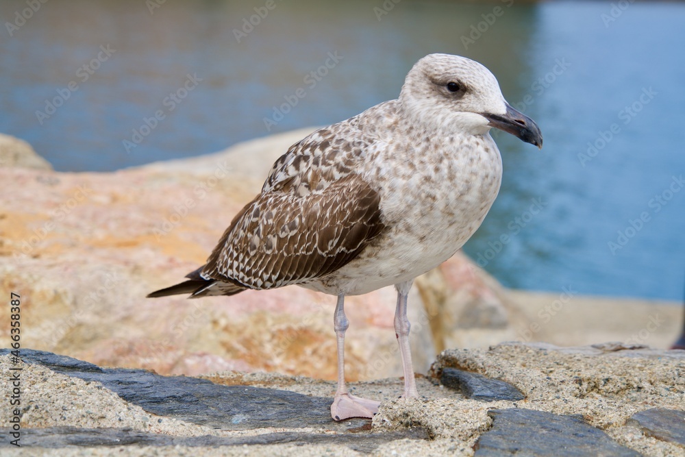 Obraz premium Young seagull