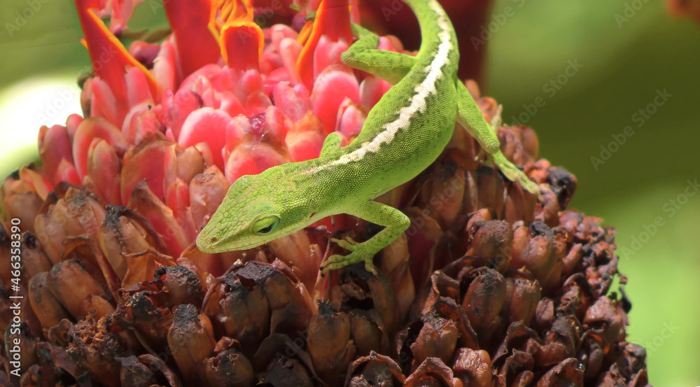 A lizard sitting on a plant A lizard sitting on a plant