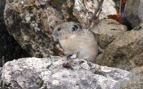 A little mouse sitting on a rock