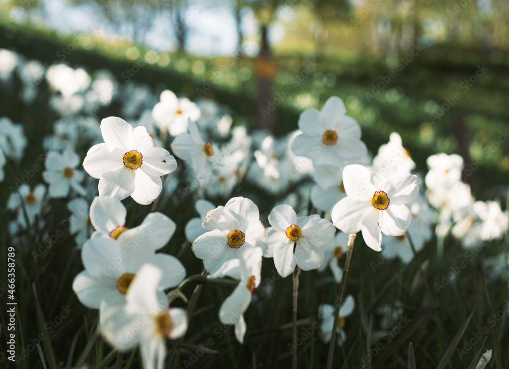 Closeup blooming white flowers in field in Spring Closeup blooming white flowers in field in Spring