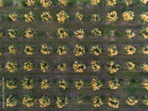 Aerial top down view of trees at orchard in Greece photo