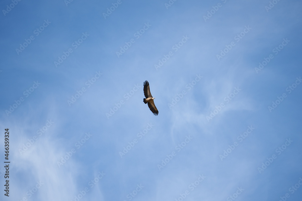 common griffon in the pyrenees, far distance common griffon in the pyrenees, far distance