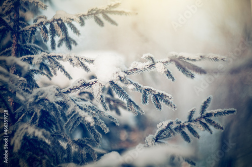 Branches of spruce in frost and snow.