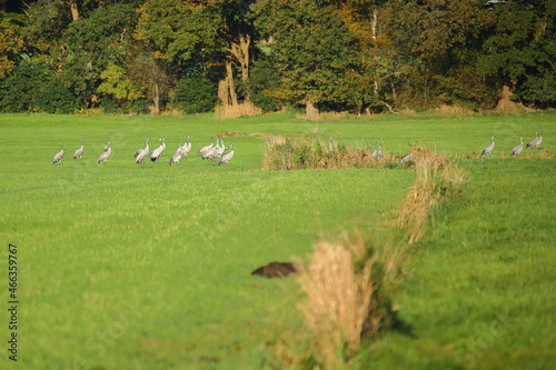 cranes in the fields