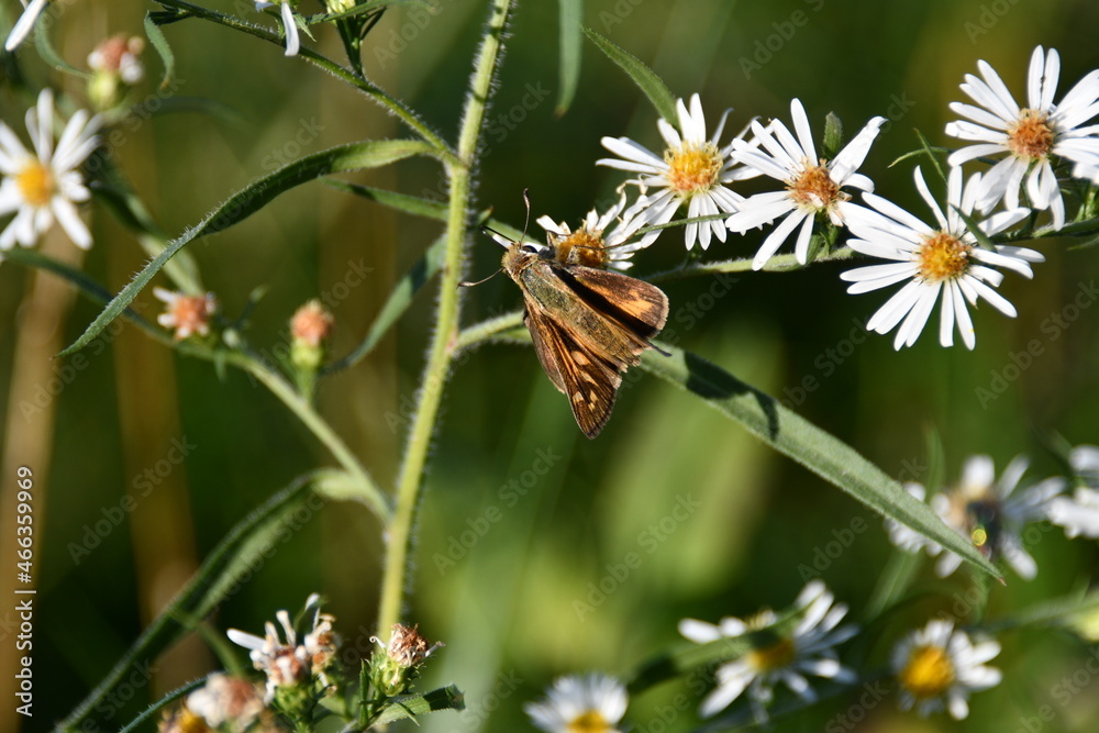 Moth on Wildflowers in a Field Moth on Wildflowers in a Field
