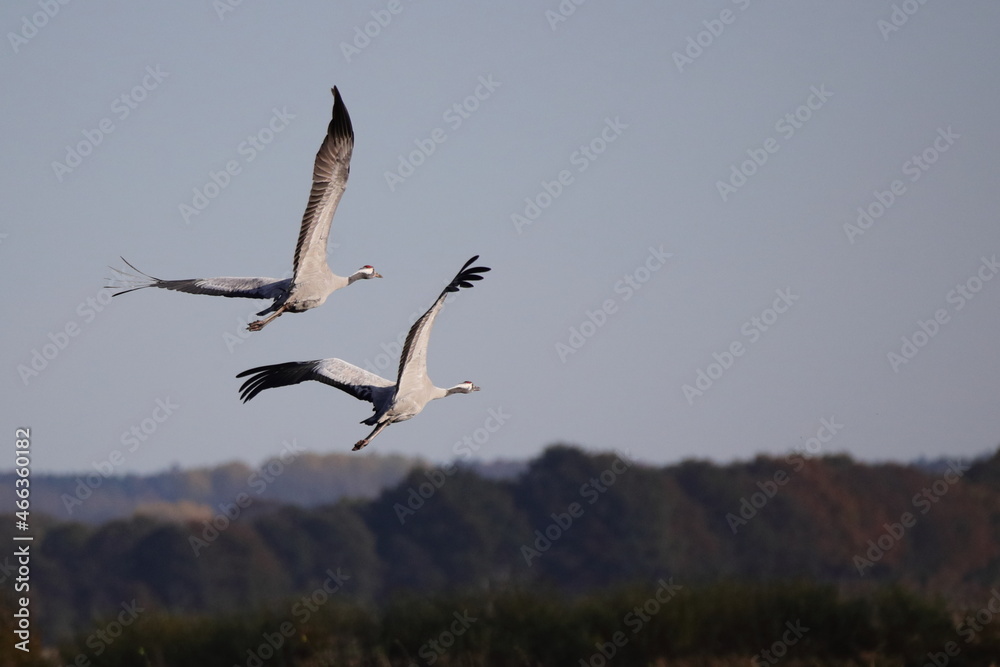 scenic view of flying cranes in nature