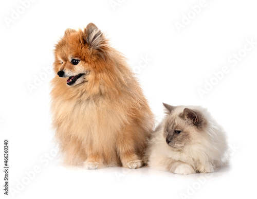 birman cat and spitz