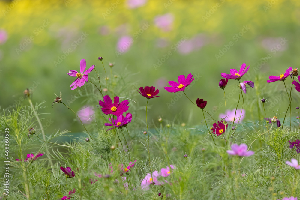 コスモスの花畑 コスモスの花畑