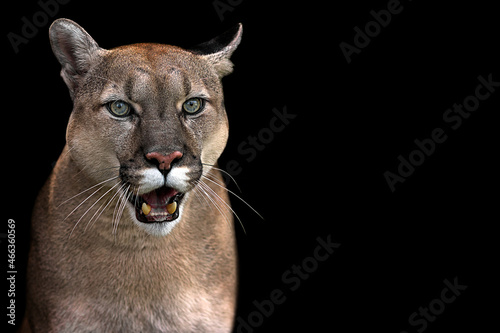 Puma close up portrait isolated on black background.American cougar. © Denis