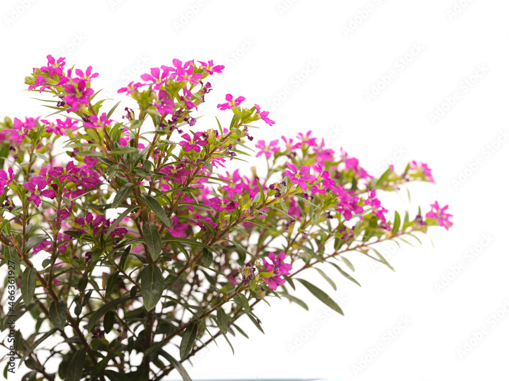 Purple flowers of Cuphea hyssopifolia, the false heather, isolated on white background 
