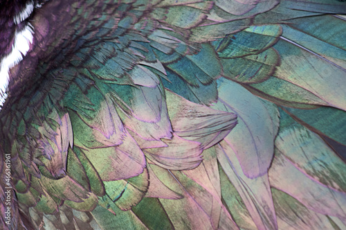 Feather Background