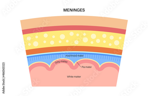 Meninges anatomy diagram