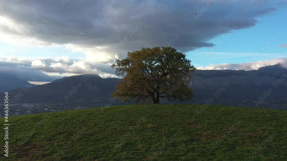 Le chene de Venon sur les hauteurs de Grenoble Le chene de Venon sur les hauteurs de Grenoble