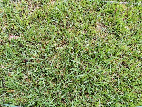 green grass on the field