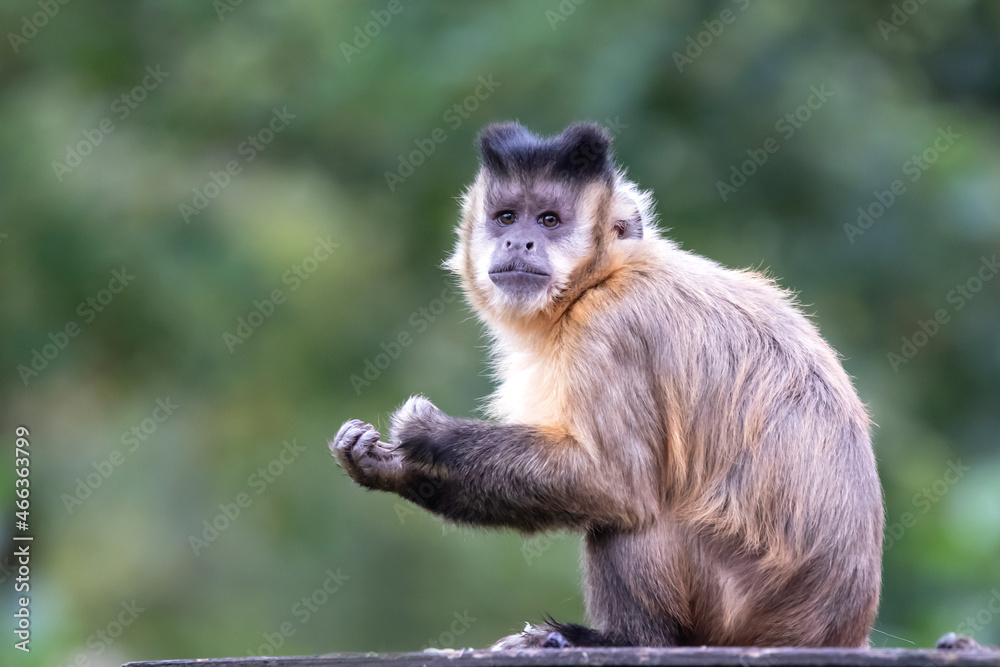 The tufted capuchin (Sapajus apella), also known as brown capuchin, black-capped capuchin, or pin monkey